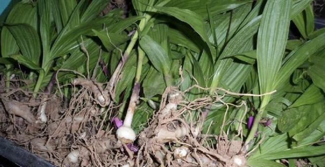 菊芋块茎繁殖与种植方法是什么？如何正确进行？