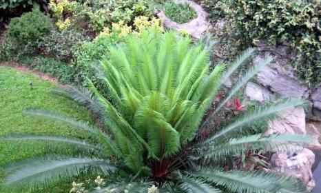 铁树花语(探寻铁树花语的奥秘) 铁树花语(探寻铁树花语的奥秘)