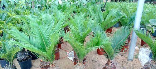 铁树花语(探寻铁树花语的奥秘) 铁树花语(探寻铁树花语的奥秘)