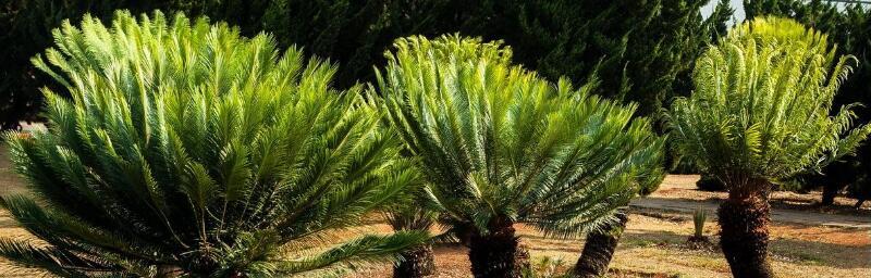 铁树花语(探寻铁树花语的奥秘) 铁树花语(探寻铁树花语的奥秘)