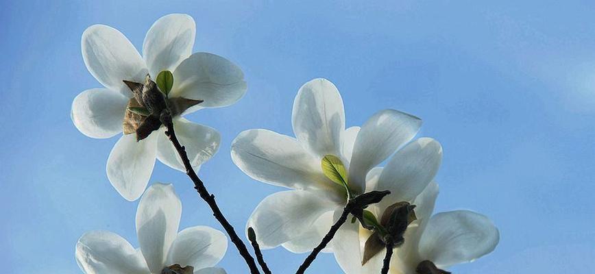 白玉兰（探索白玉兰的象征意义及文化价值）