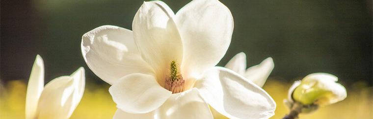 白玉兰（探索白玉兰的象征意义及文化价值）