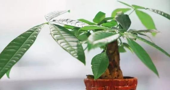 风水学中发财树开花的吉祥寓意（揭秘发财树开花的奇妙信号）