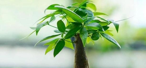 风水学中发财树开花的吉祥寓意（揭秘发财树开花的奇妙信号）