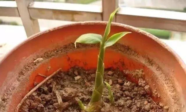 洋姜苗移栽的正确方法和注意事项是什么？