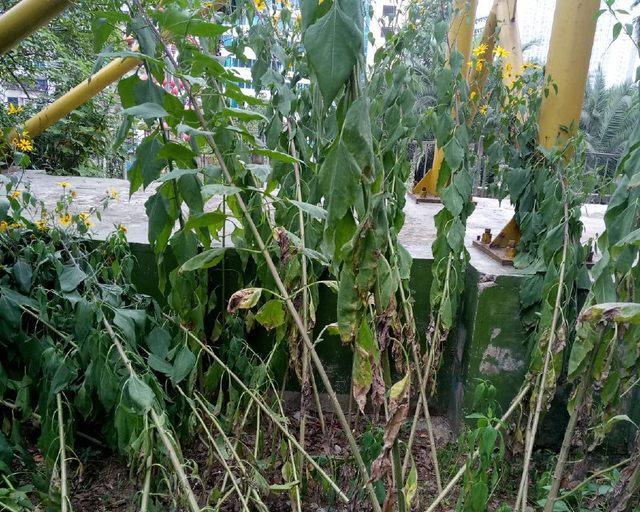 洋姜苗移栽的正确方法和注意事项是什么？