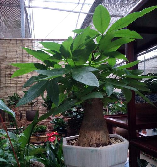 风水学中发财树开花的吉祥寓意（揭秘发财树开花的奇妙信号）