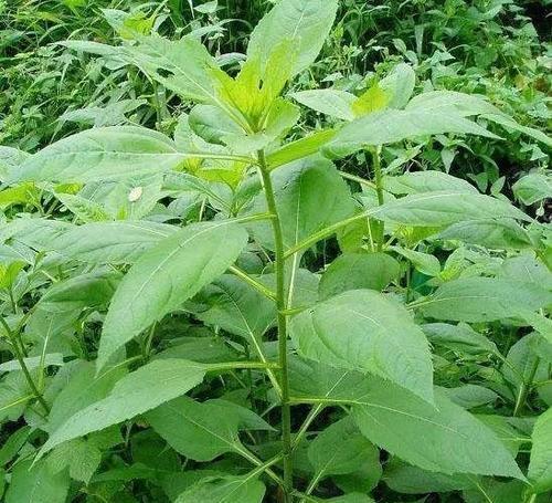 洋姜苗移栽的正确方法和注意事项是什么？