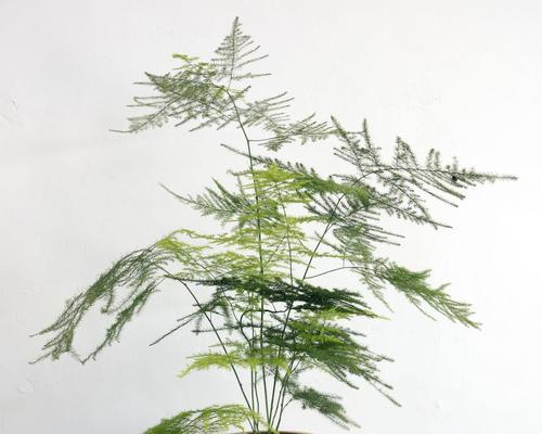 文竹的寓意与象征——永恒不变的力量（探究文竹的象征意义及其对人生的启示）