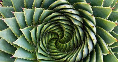 芦荟属于多肉植物吗?芦荟的分类和特性是什么?