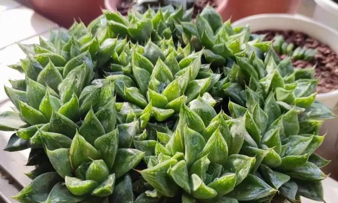 芦荟属于多肉植物吗？芦荟的分类和特性是什么？