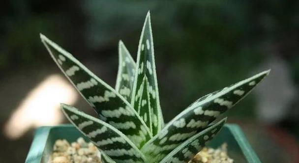 芦荟属于多肉植物吗？芦荟的分类和特性是什么？