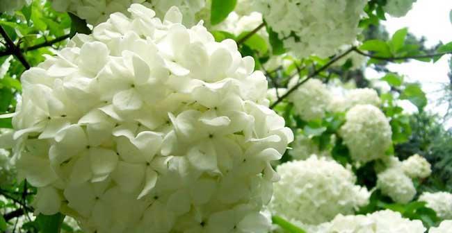 以琼花的花语与美丽心灵的交流（探寻以琼花的神秘花语）