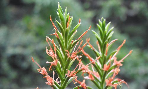 姜开花吗?开花的样子是怎样的? 姜开花吗?开花的样子是怎样的?