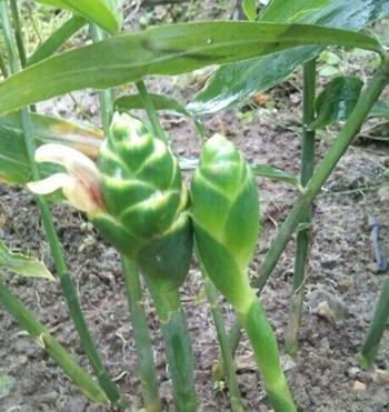 姜开花吗?开花的样子是怎样的? 姜开花吗?开花的样子是怎样的?