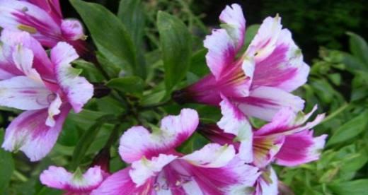 以百合花为花语的友谊陪伴（百合花语）