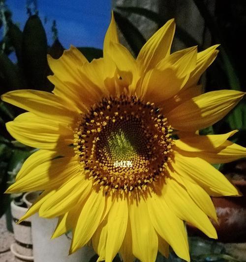 向日葵花语（展示坚强与希望的向日葵）