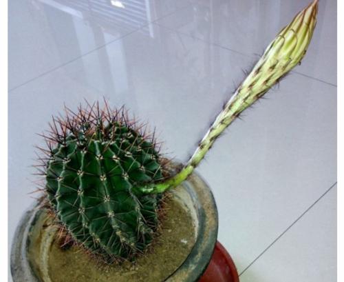 金虎开花的月份是什么时候？春季还是夏季？