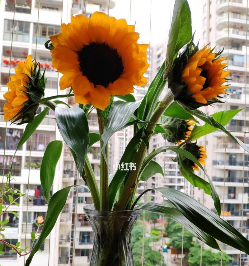 向日葵花语（展示坚强与希望的向日葵）
