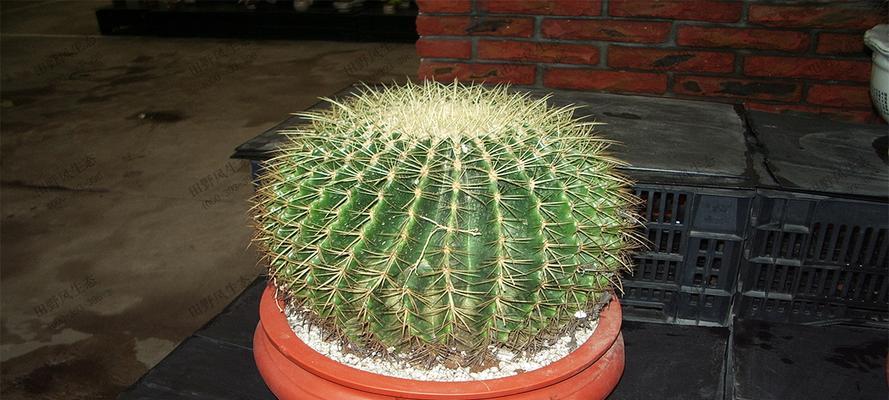 金虎开花的月份是什么时候？春季还是夏季？