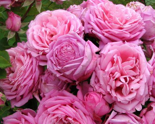 解读以藤本月季的花朵传达的意义 探寻以藤本月季花语的奥秘