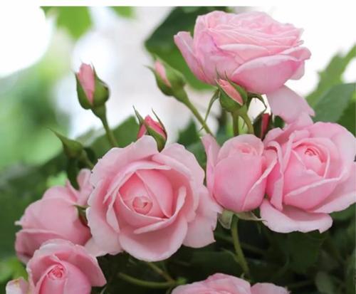 解读以藤本月季的花朵传达的意义 探寻以藤本月季花语的奥秘