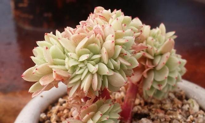 三色堇多肉爆头技巧是什么？如何快速实现爆头效果？