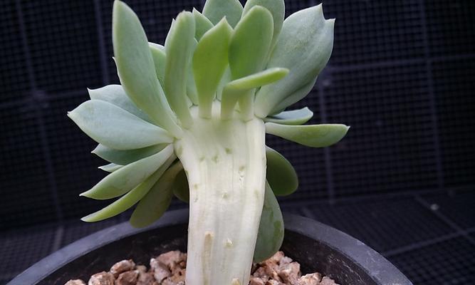 三色堇多肉爆头技巧是什么?如何快速实现爆头效果? 三色堇多肉爆头技巧是什么?如何快速实现爆头效果?