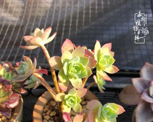 三色堇多肉爆头技巧是什么?如何快速实现爆头效果? 三色堇多肉爆头技巧是什么?如何快速实现爆头效果?