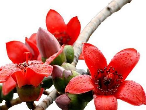 木棉树的象征意义与寓意（揭示大自然中的希望和坚强）