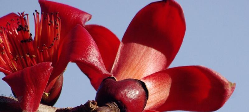 木棉树的象征意义与寓意（揭示大自然中的希望和坚强）