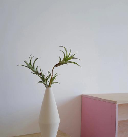 空气凤梨耐寒吗？如何在冬季保持其生长？