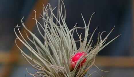 空气凤梨耐寒吗？如何在冬季保持其生长？