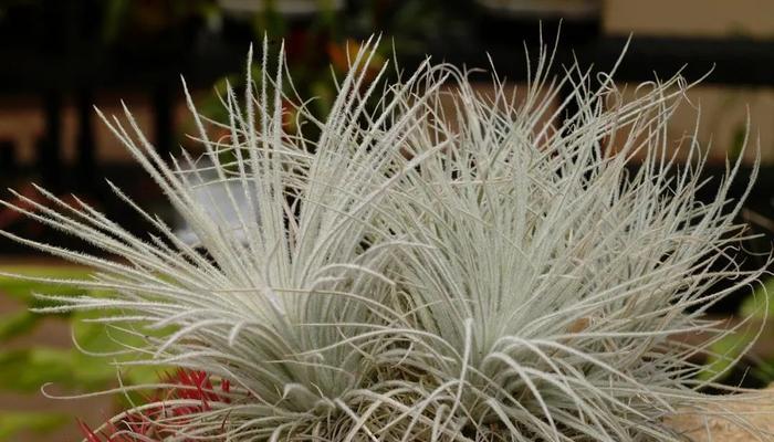 空气凤梨耐寒吗？如何在冬季保持其生长？