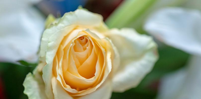 黄色康乃馨的象征意义（探索黄色康乃馨所代表的情感和含义）