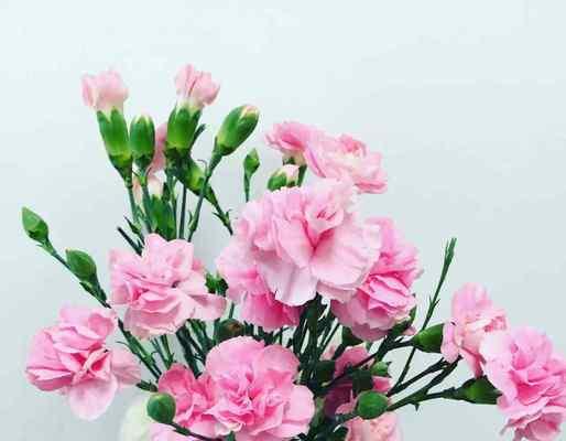 黄色康乃馨的象征意义（探索黄色康乃馨所代表的情感和含义）