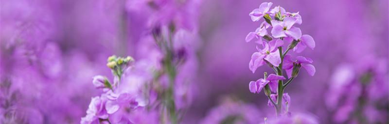 紫罗兰的花语与象征意义（揭秘紫罗兰的隐含信息与文化象征）