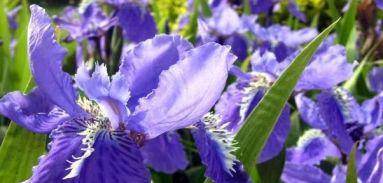 紫罗兰的花语与象征意义（揭秘紫罗兰的隐含信息与文化象征）