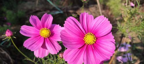 秋英花语是什么？秋英的寓意有哪些常见问题？