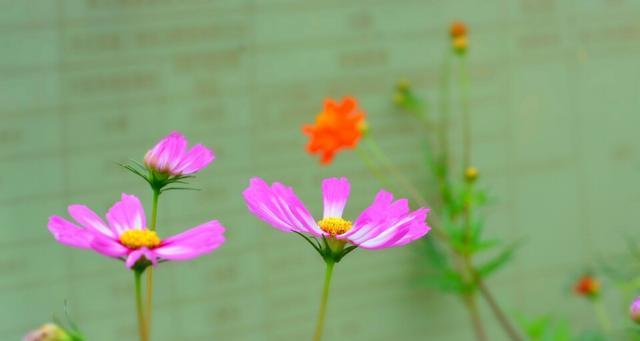 秋英花语是什么？秋英的寓意有哪些常见问题？