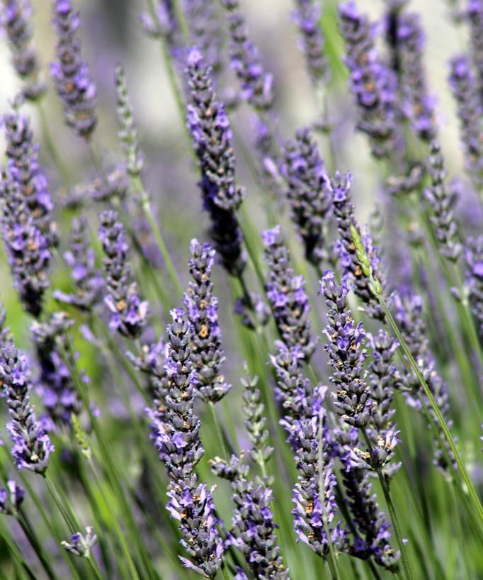 熏衣草花语的深意（揭示熏衣草花语的秘密）
