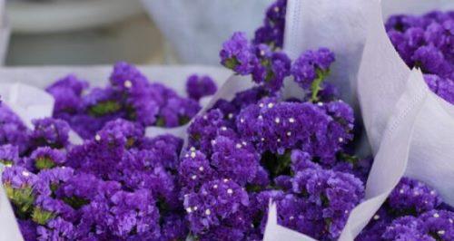 熏衣草花语的深意（揭示熏衣草花语的秘密）