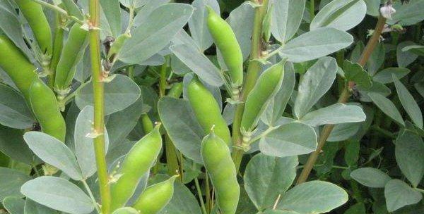 蚕豆的生长环境是什么？哪些地方条件最适合蚕豆生长？