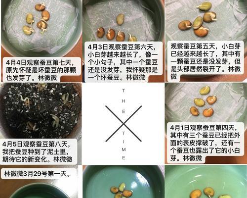 蚕豆的生长环境是什么？哪些地方条件最适合蚕豆生长？