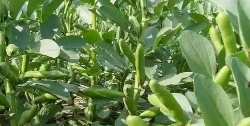 蚕豆的生长环境是什么？哪些地方条件最适合蚕豆生长？