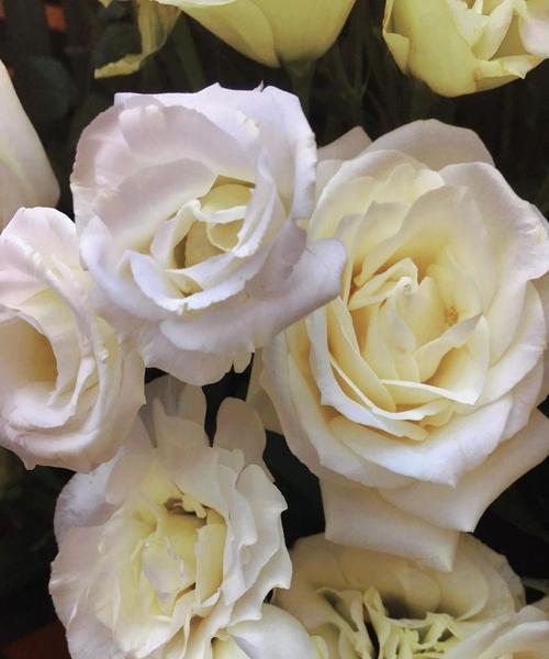 白玫瑰的美丽与象征意义（纯洁无瑕的花朵）