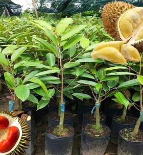 榴莲树几年结果实？如何正确照料以促进早期结果？