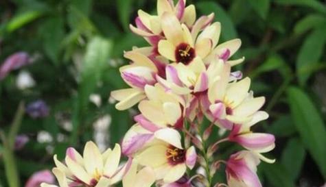 《重逢之花》（忘记时间的相聚）