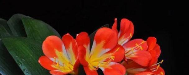 《重逢之花》（忘记时间的相聚）