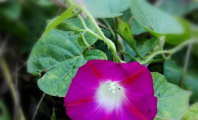 牵牛花四季都能开花吗?如何实现四季开花的效果? 牵牛花四季都能开花吗?如何实现四季开花的效果?